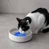 Comment choisir une gamelle ludique pour chat et optimiser son hydratation