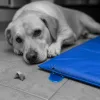 Tapis rafraîchissant pour chien : quels dangers réels pour votre animal de compagnie ?